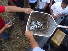 Temperación de aguas para producción de alevines y camarones