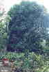 Baumnuss Maní de Arbol (Caryodendrom orinocense)