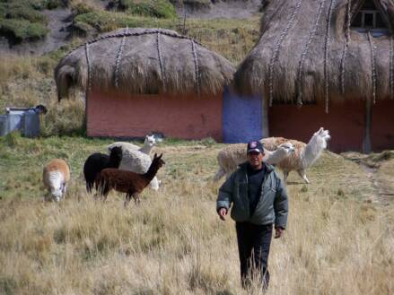 Lama Estrella del Chimborazo - Mountain Lodge