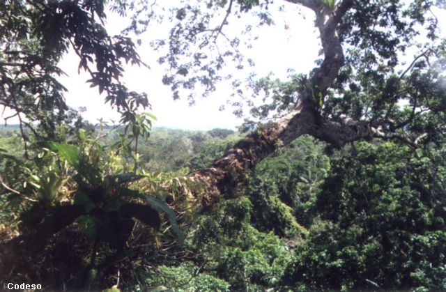 Bild    Dschungel im Amazonasgebiet der Provinz Pastaza