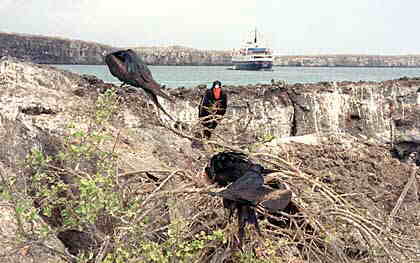 Galapagos Islands Spiegel Online